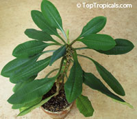 Euphorbia leuconeura, Madagascar Jewel