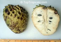 Annona cherimola x Annona squamosa, Atemoya