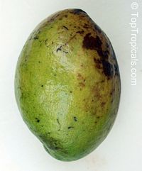 Persea americana, Persea gratissima, Avocado, Alligator Pear, Aguacate, Abacate