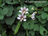 Bauhinia corymbosa ( phanera ), Vining bauhinia, Climbing Bauhinia, Camel