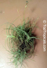 Tillandsia sp., Tillandsia