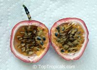Passiflora edulis, Passion Fruit, Parcha, Maracuya, Granadilla