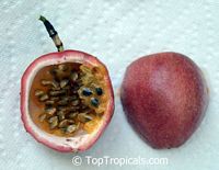 Passiflora edulis, Passion Fruit, Parcha, Maracuya, Granadilla