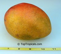Mangifera indica - Glenn Mango, Large size, Grafted

Click to see full-size image