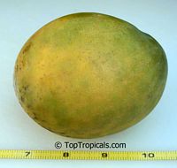 Mangifera indica - Carrie Mango, Grafted

Click to see full-size image
