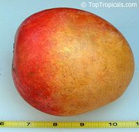 Mangifera indica - Harvest Moon Mango, Grafted

Click to see full-size image