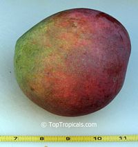 Mangifera indica - Fruit Punch Mango, Grafted

Click to see full-size image