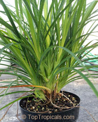 Pandanus pygmaeus, Dwarf Pandanus