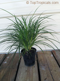 Pandanus pygmaeus, Dwarf Pandanus