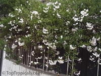 Solanum jasminoides, White Potato Vine, jasmine nightshade