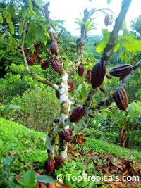 Theobroma cacao, Chocolate Tree, Cacao, Cocoa Tree