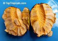 Annona sp. - Golden Sugar Apple, Pineapple Annona

Click to see full-size image