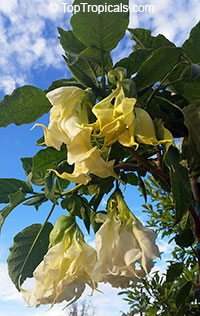 Brugmansia Shredded White Handkerchief - Angel Trumpet

Click to see full-size image