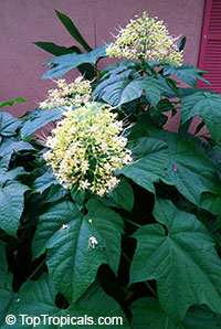 Clerodendrum paniculatum Alba - Yellow Pagoda Flower

Click to see full-size image