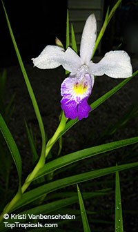 Arundina graminifolia, Arundina affinis, Bletia graminifolia, Bamboo Orchid, Bird Orchid

Click to see full-size image