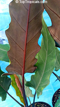 Alocasia lauterbachiana Purple Sword

Click to see full-size image
