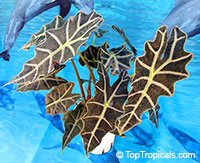 Alocasia sanderiana, Alocasia amazonica, Kris plant

Click to see full-size image