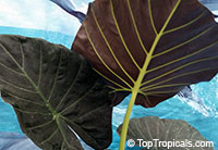 Alocasia Regal Shields

Click to see full-size image