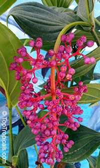 Medinilla cumingii (myriantha) - Malaysian Orchid

Click to see full-size image