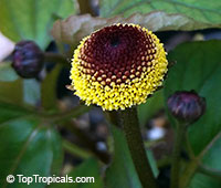 Acmella oleracea - Toothache Plant, Botox Plant

Click to see full-size image