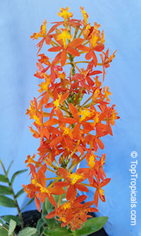 Epidendrum radicans - Orange Reed Ground Orchid, Sunrise 

Click to see full-size image