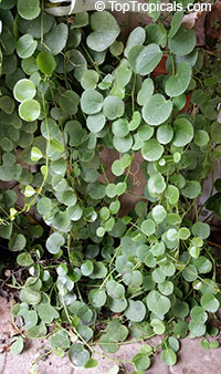 Cissus rotundifolia - Arabian Wax Leaf

Click to see full-size image