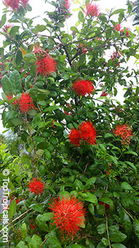 Combretum constrictum Thailand, Ball of Fire

Click to see full-size image