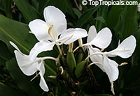 Hedychium coronarium - Butterfly Ginger

Click to see full-size image