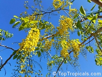 Cassia fistula - Golden Shower Tree

Click to see full-size image