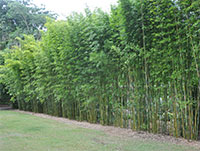 Bambusa textilis Gracilis - Graceful Bamboo, Slender Weavers

Click to see full-size image