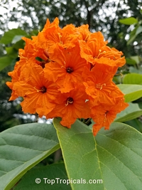 Cordia sebestena - Scarlet Geiger tree

Click to see full-size image