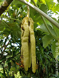 Cecropia peltata - Yagrumo

Click to see full-size image