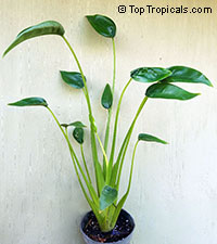 Alocasia Tiny Dancers

Click to see full-size image