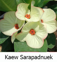 Euphorbia millii - Kaew Sarapad Nuek

Click to see full-size image