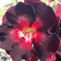 Adenium Black Mamba (Black Boy), Grafted

Click to see full-size image