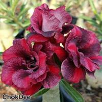 Adenium Chok Dee, Grafted

Click to see full-size image