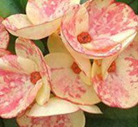 Euphorbia millii - Golden Bell

Click to see full-size image