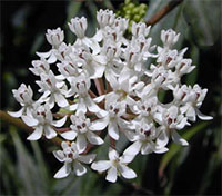 Asclepias perennis - White Butterfly

Click to see full-size image