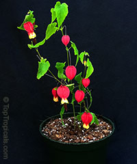 Abutilon megapotamicum - Brazilian Bell-flower

Click to see full-size image