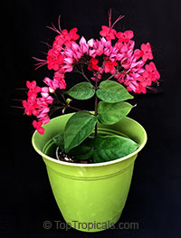 Clerodendrum speciosum (delectum) - Red Bleeding Heart

Click to see full-size image