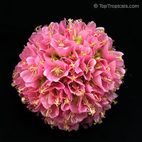 Dombeya x wallichii - Tropical Hydrangea

Click to see full-size image