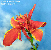 Canna x Madiera

Click to see full-size image