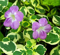 Asystasia variegata - Variegated Chinese Violet

Click to see full-size image