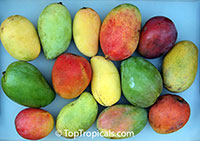 Mango varieties, Grafted

Click to see full-size image