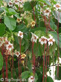 Strophanthus preussii, Poison arrow vine