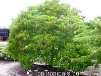 Hamelia cuprea