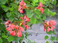 Bauhinia galpinii, Bauhinia punctata, Pride of De Kaap, Nasturtium Bauhinia Bauhinia galpinii, Bauhinia punctata, Pride of De Kaap, Nasturtium Bauhinia