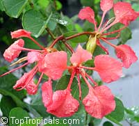 Bauhinia galpinii, Bauhinia punctata, Pride of De Kaap, Nasturtium Bauhinia Bauhinia galpinii, Bauhinia punctata, Pride of De Kaap, Nasturtium Bauhinia