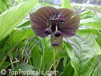 Tacca chantrieri, Bat Head Lily, Bat Flower, Devil Flower, Black Tacca Tacca chantrieri, Bat Head Lily, Bat Flower, Devil Flower, Black Tacca