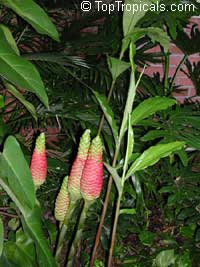 Zingiber Zerumbet, Pine cone ginger, Shampoo Ginger